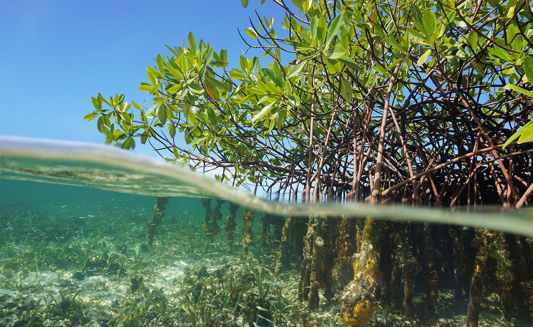 Read more about the article Scientists Claim Extracts from Mangrove Trees Can Prevent Baldness